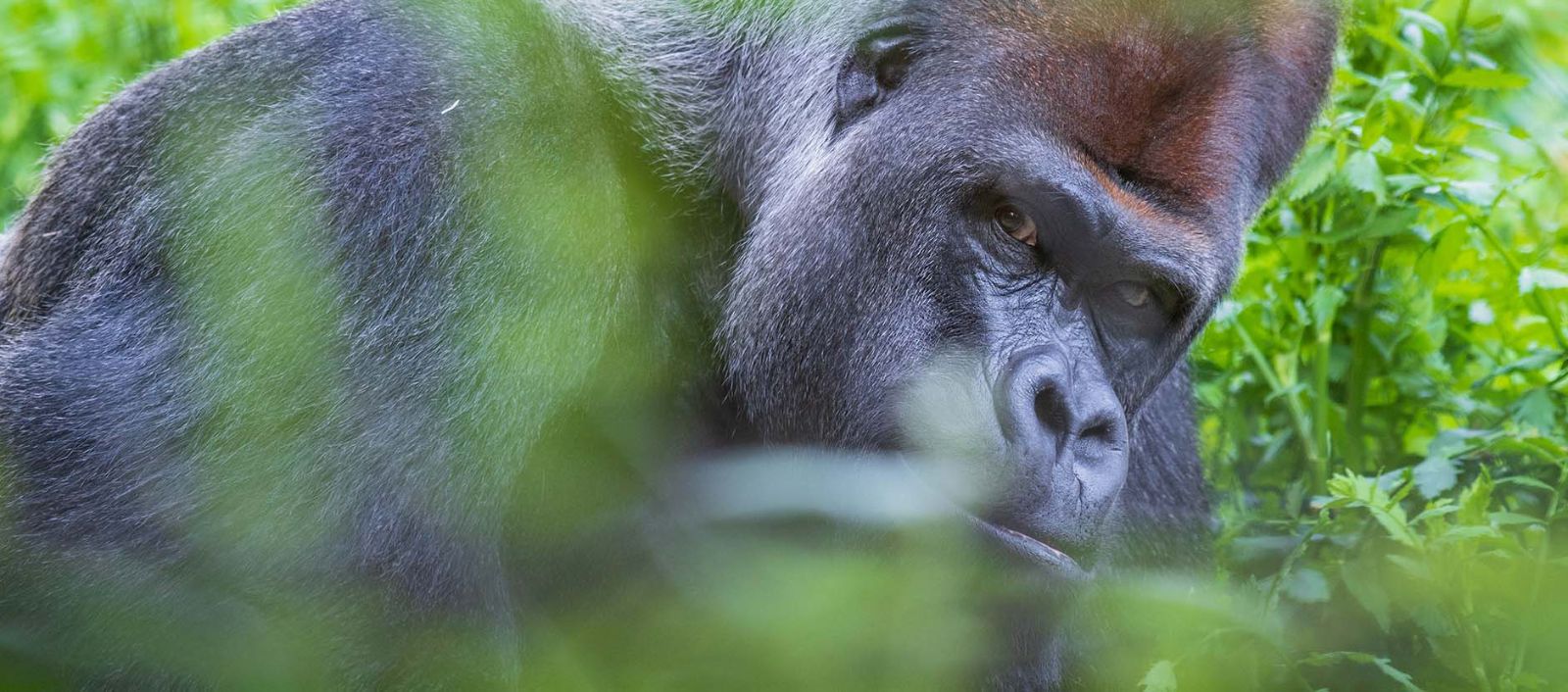 Gorilla im Zoo Basel – {source?html}