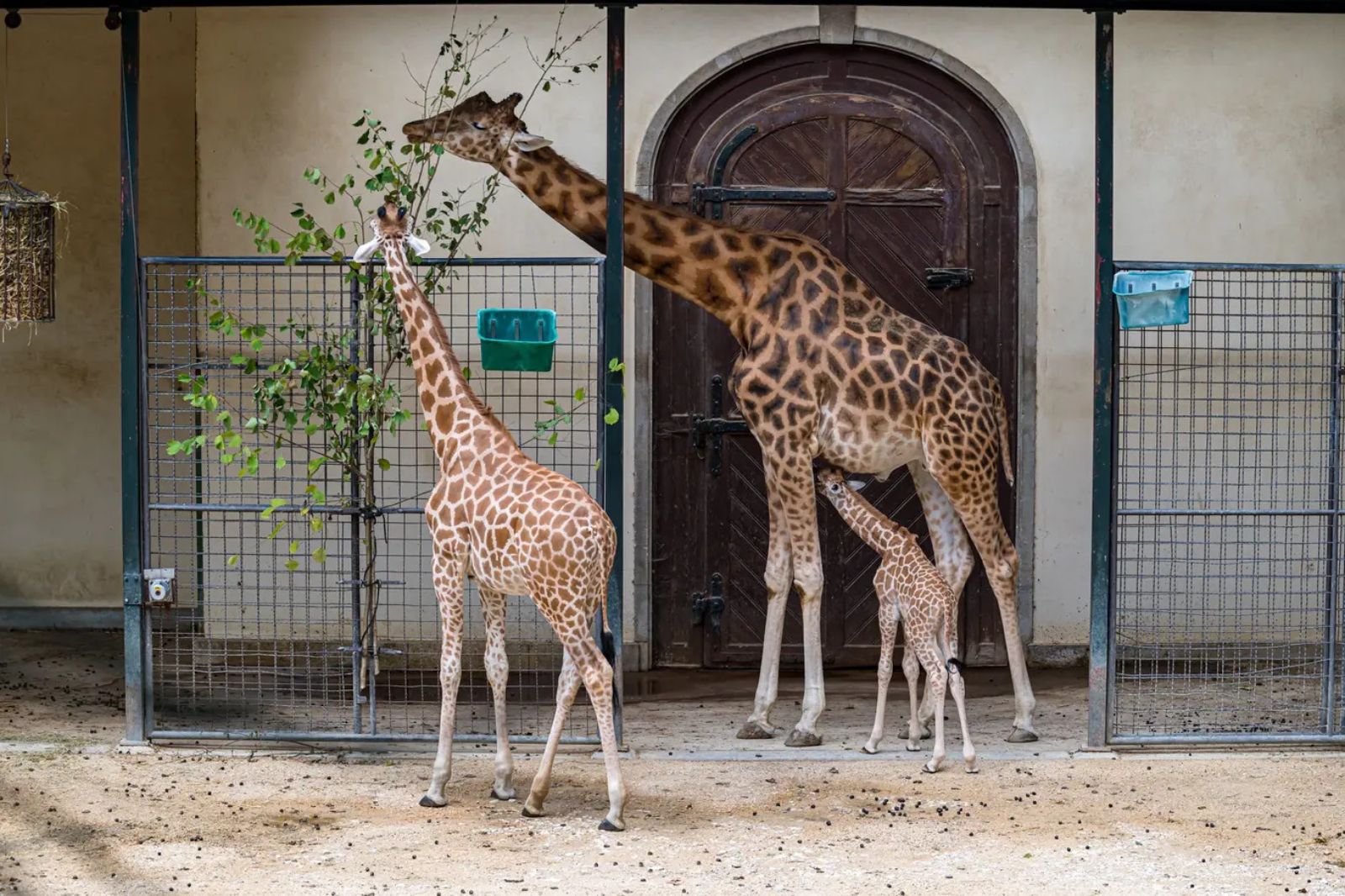 Neugeborenes Giraffen-Kalb Tufani – {source?html}