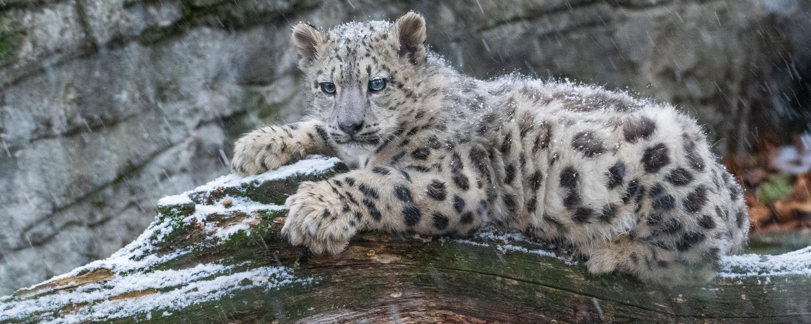 Schneeleopard im Zoo Basel – {source?html}