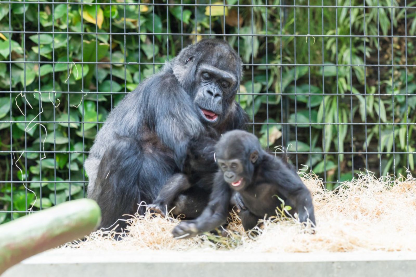 Gorillaweibchen Goma (2018) – {source?html}