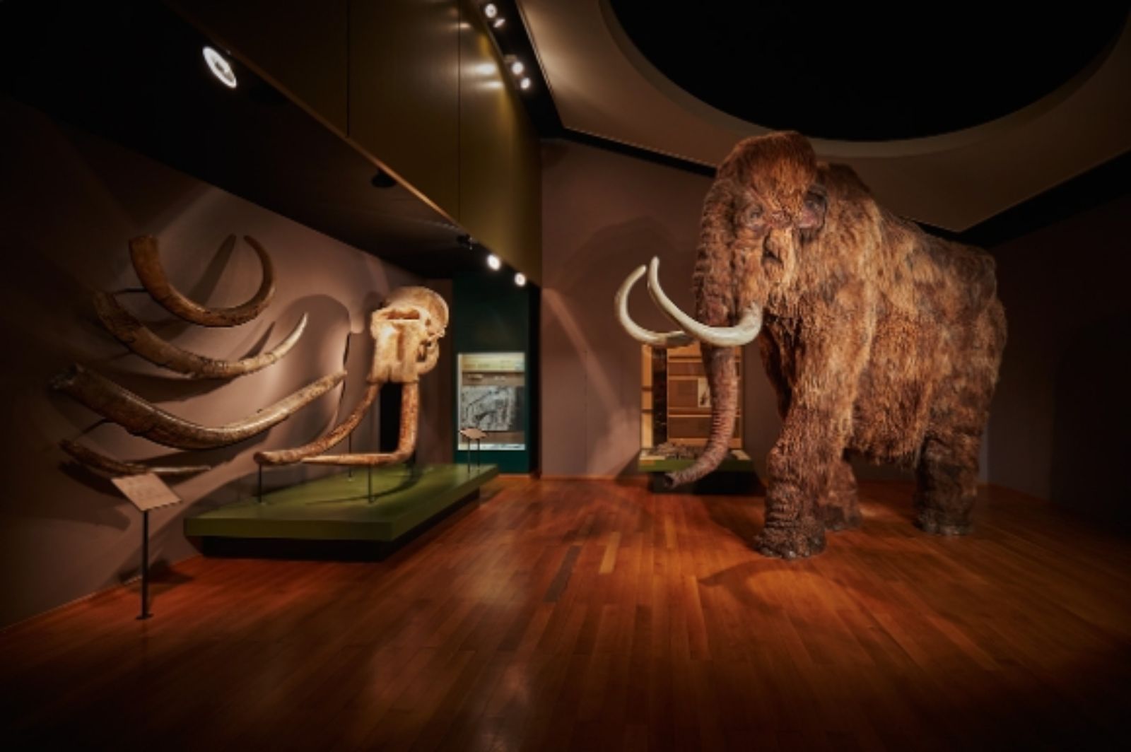 Naturhistorisches Museum Basel – {source?html}