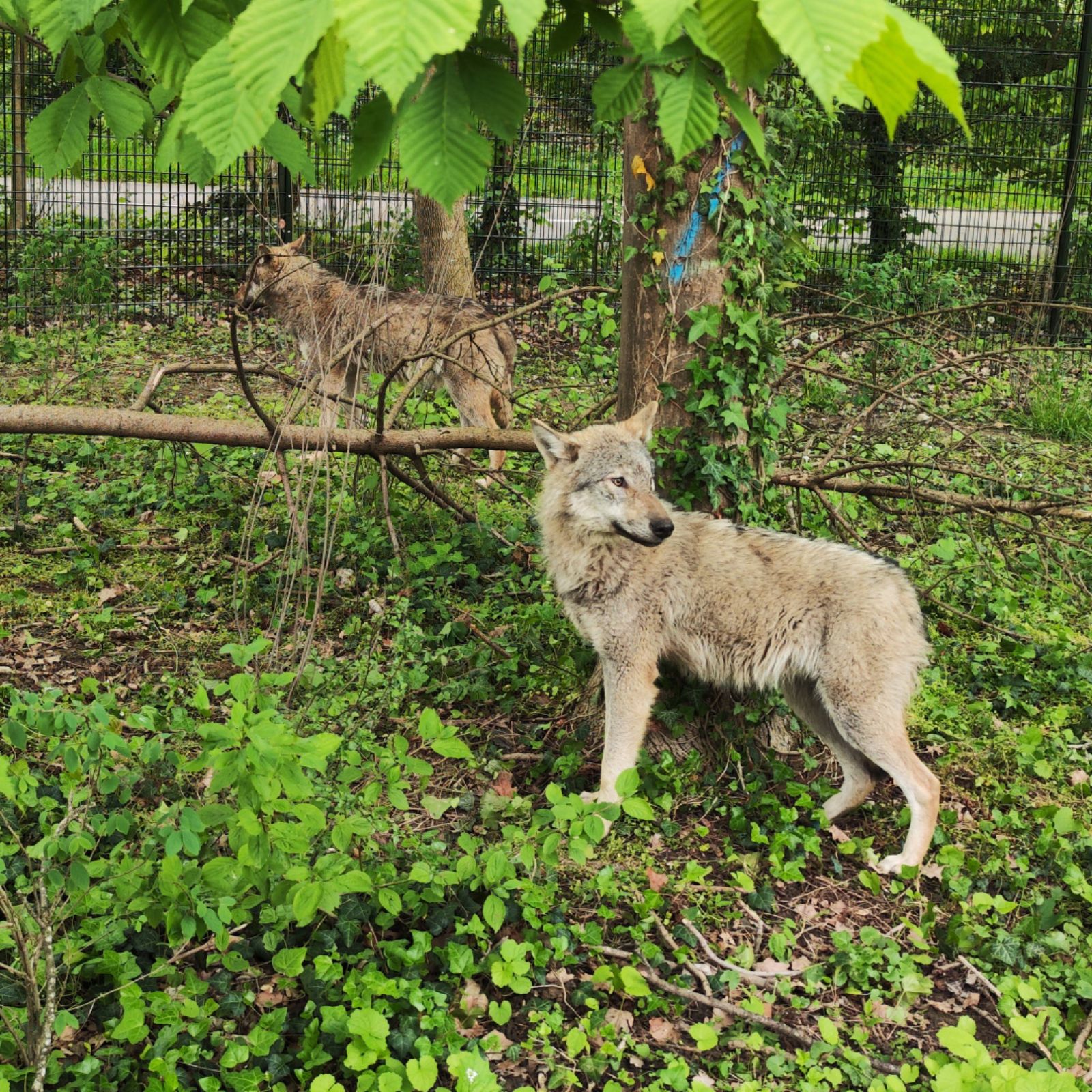 Wölfe im Tierpark Lange Erlen – {source?html}