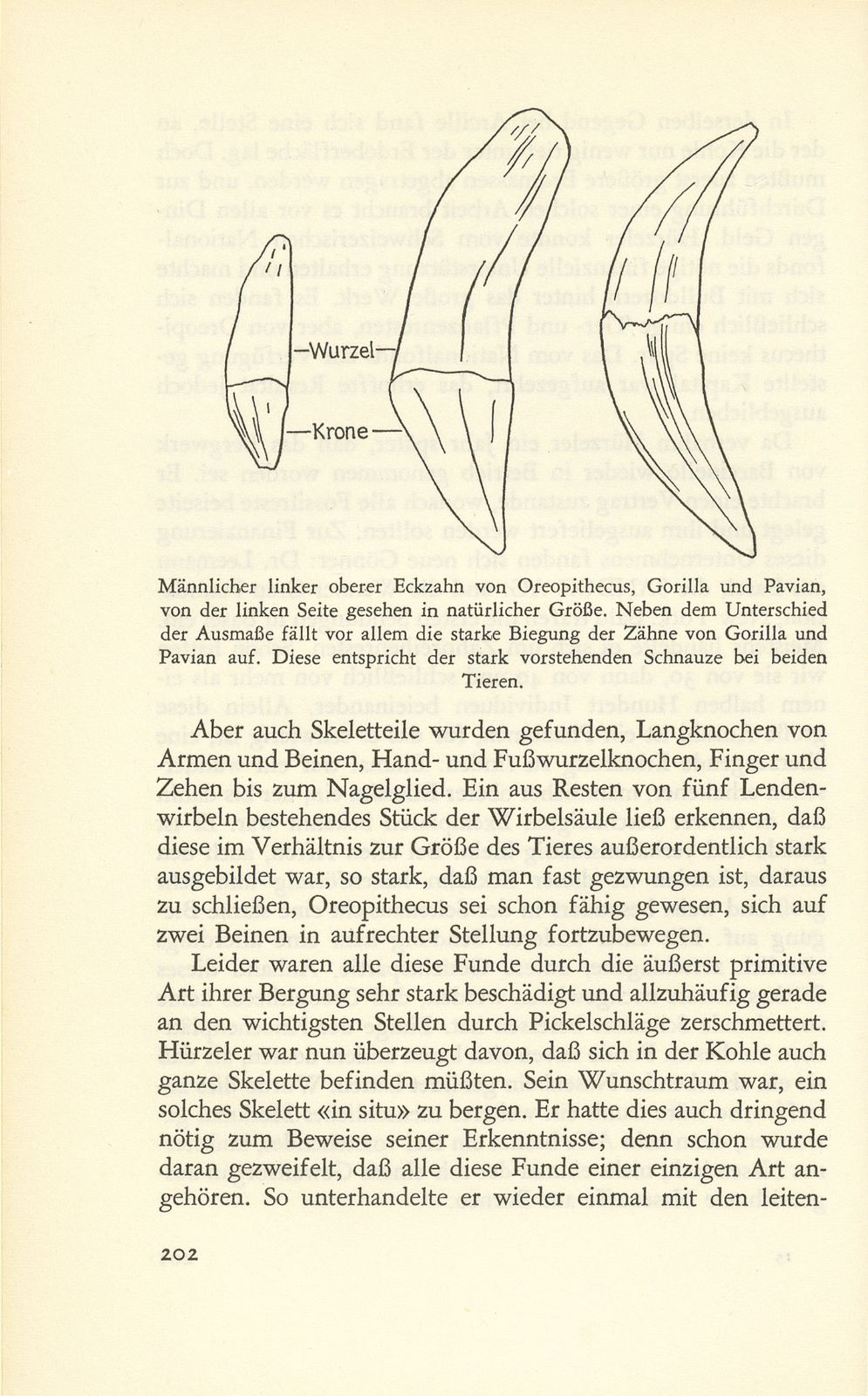 Oreopithecus bambolii, der ‹Urmensch› aus der Toscana – Seite 10