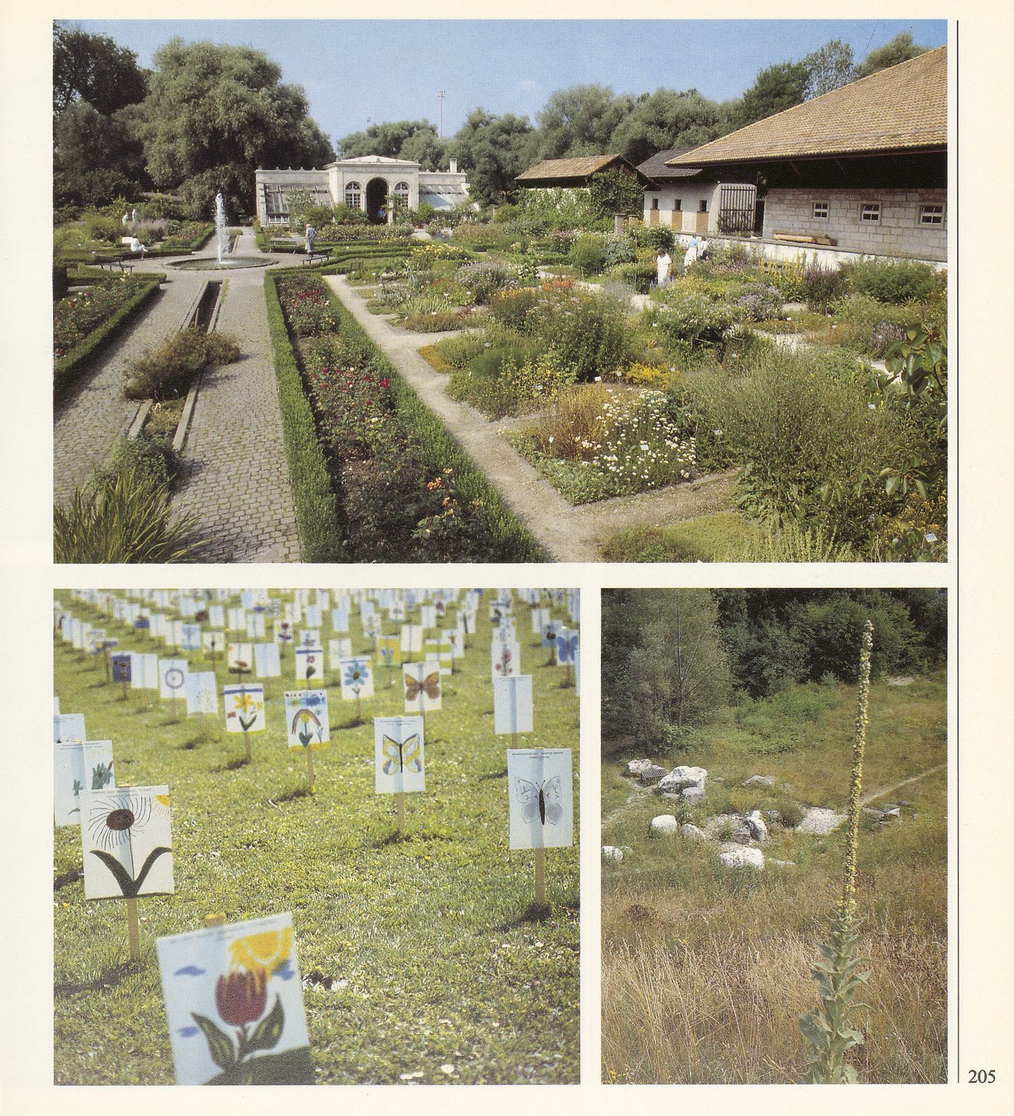 400 Jahre Botanischer Garten der Universität. 20 Jahre Botanischer Garten Brüglingen – Seite 7