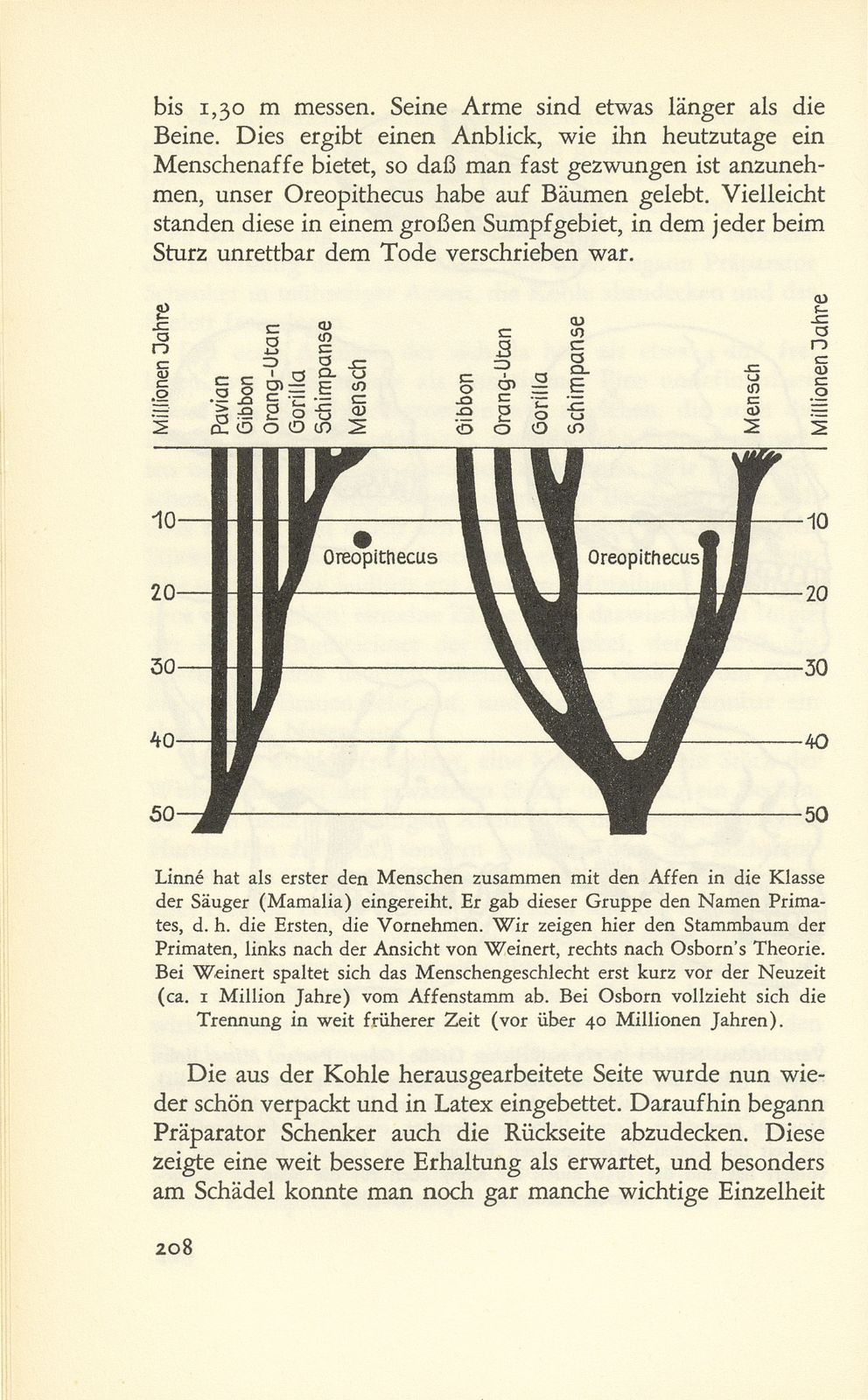 Oreopithecus bambolii, der ‹Urmensch› aus der Toscana – Seite 16