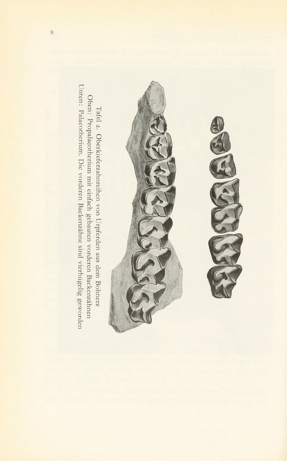 Die fossilen Säugetiere im Basler Naturhistorischen Museum – Seite 9