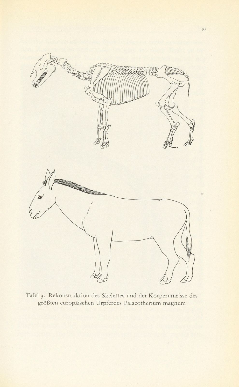 Die fossilen Säugetiere im Basler Naturhistorischen Museum – Seite 10