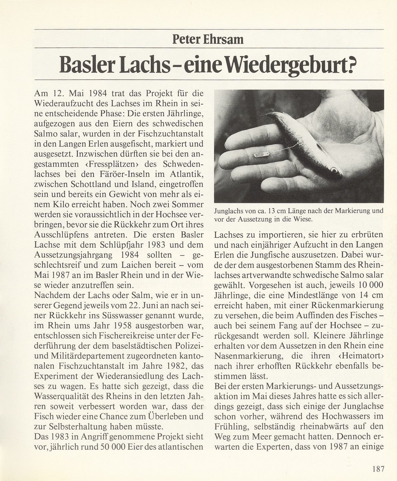 Basler Lachs – eine Wiedergeburt? – Seite 1