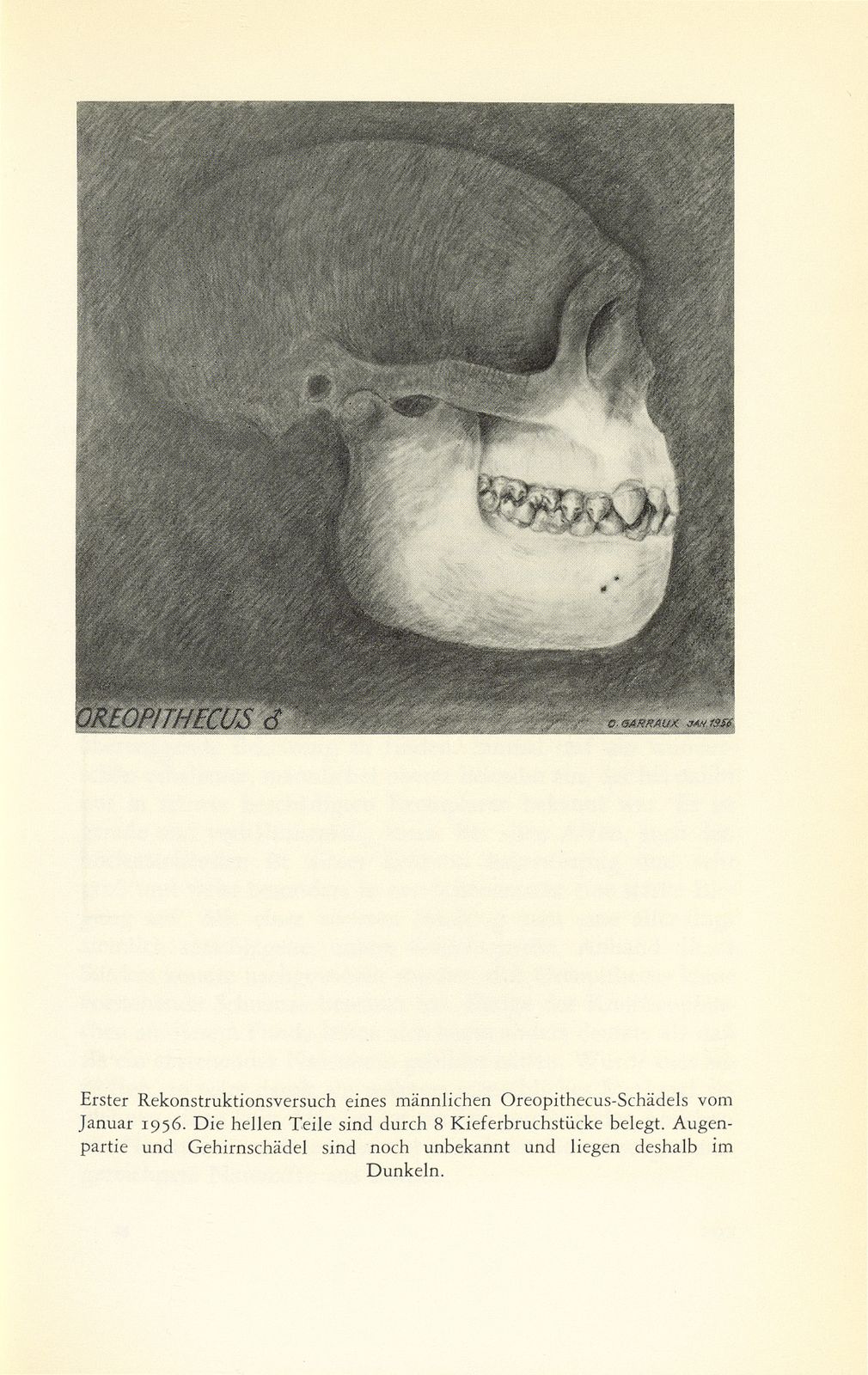 Oreopithecus bambolii, der ‹Urmensch› aus der Toscana – Seite 7