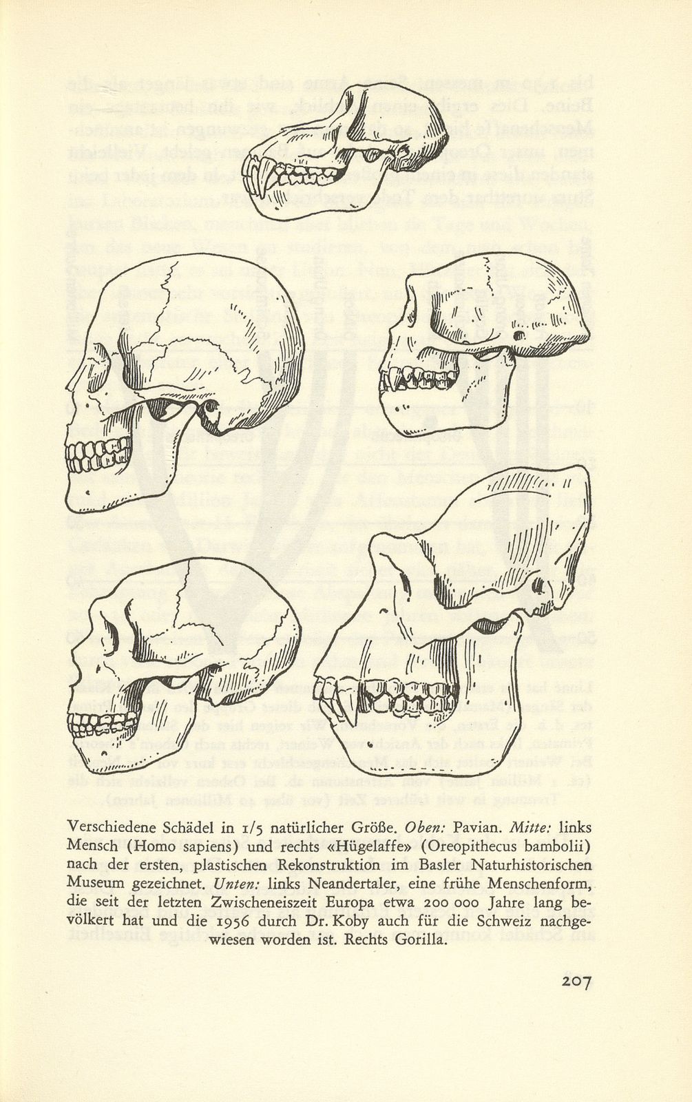 Oreopithecus bambolii, der ‹Urmensch› aus der Toscana – Seite 15