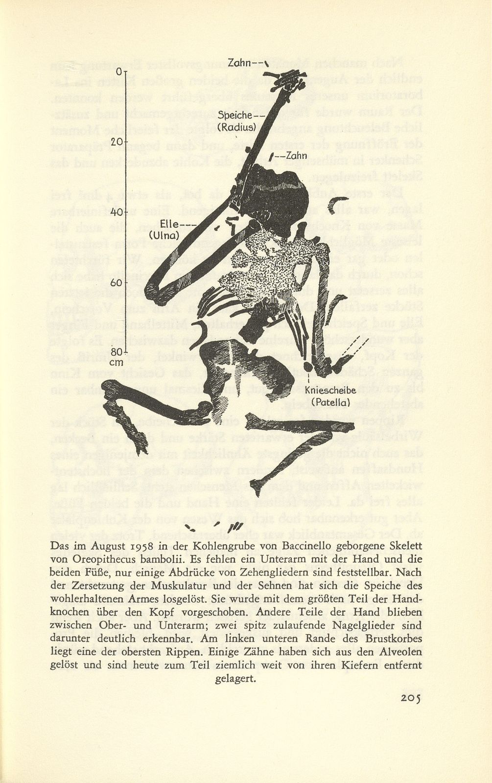 Oreopithecus bambolii, der ‹Urmensch› aus der Toscana – Seite 13