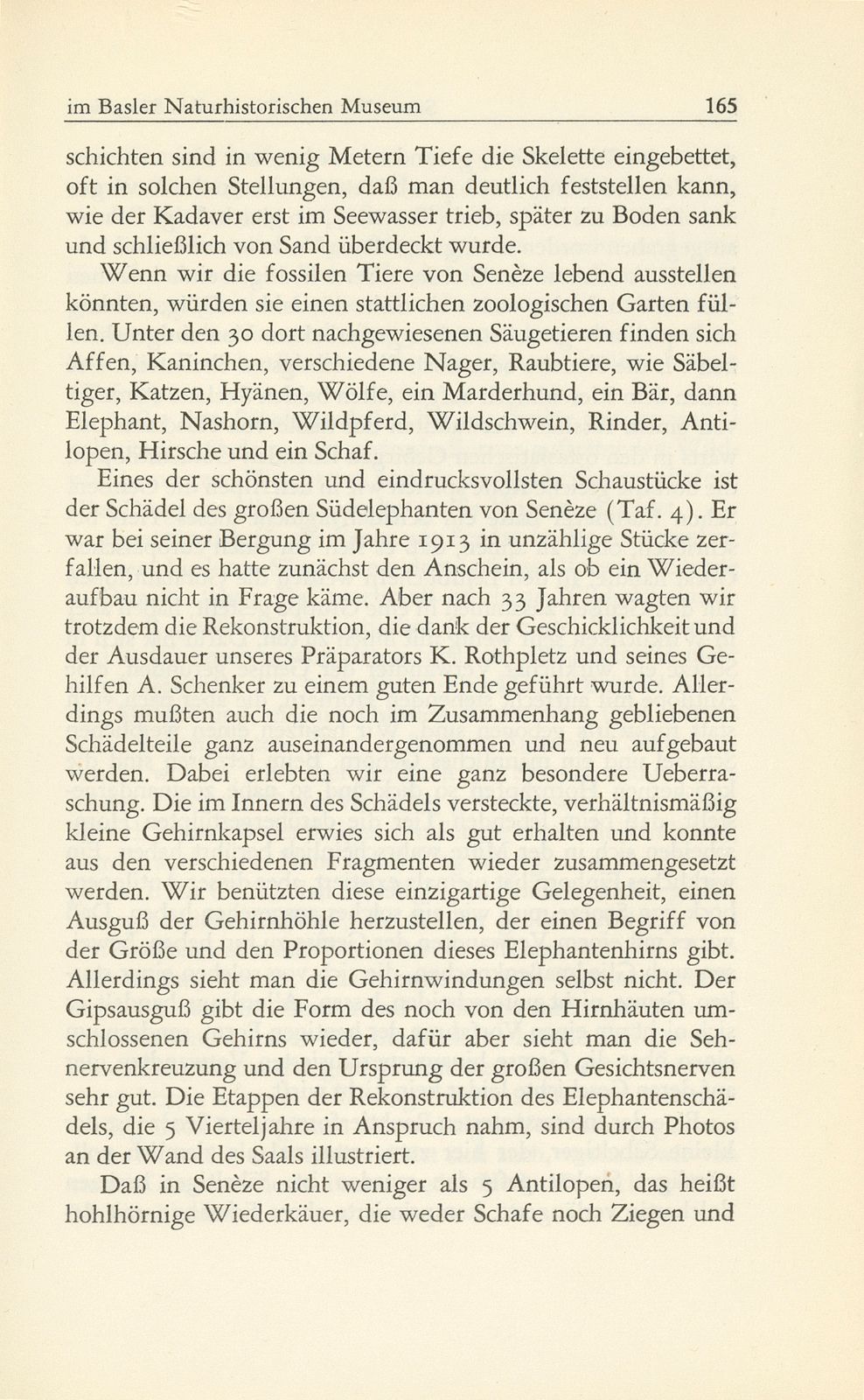 Die fossilen Säugetiere im Basler Naturhistorischen Museum – Seite 16