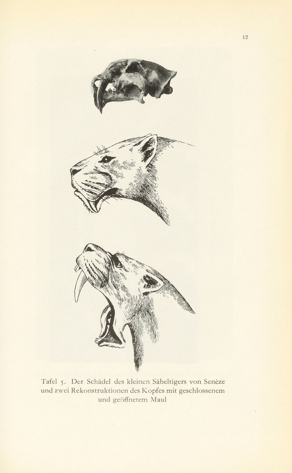 Die fossilen Säugetiere im Basler Naturhistorischen Museum – Seite 28