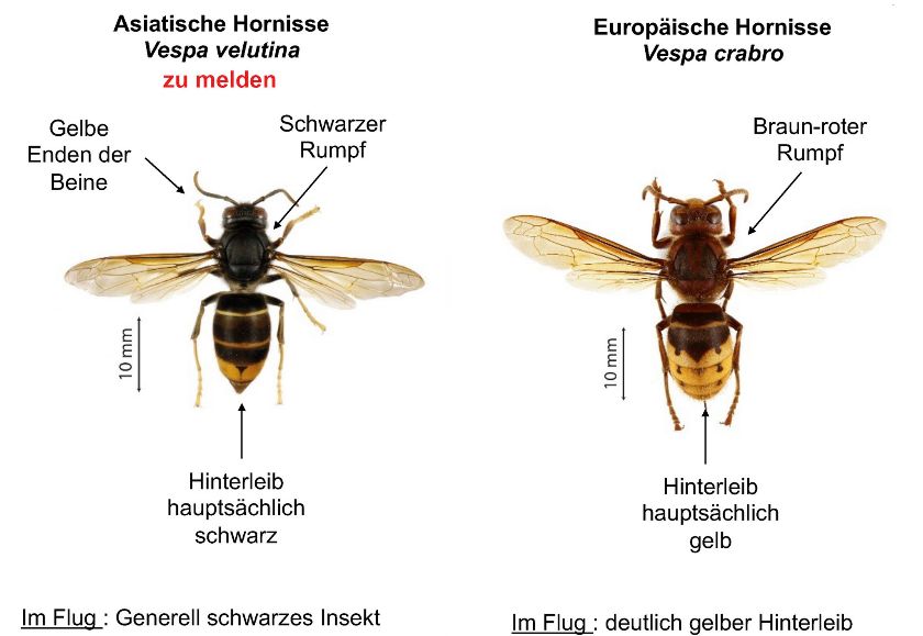 Europäische und Asiatische Hornisse im Vergleich – {source?html}